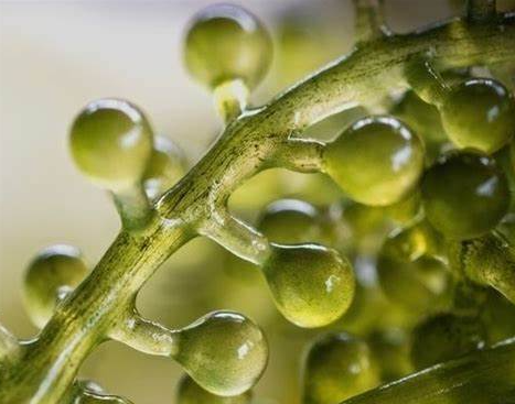 Alteromonas Ferment Extract & Hyaluronic Acid