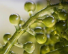Alteromonas Ferment Extract & Hyaluronic Acid